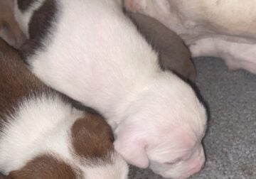 Pitbull pups available TODAY