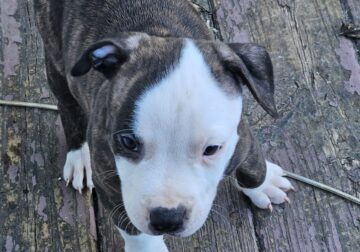 American staffshire blue nose pittbull puppies