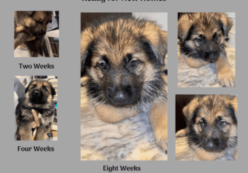 AKC Pre-Registered German Shepherd Puppies