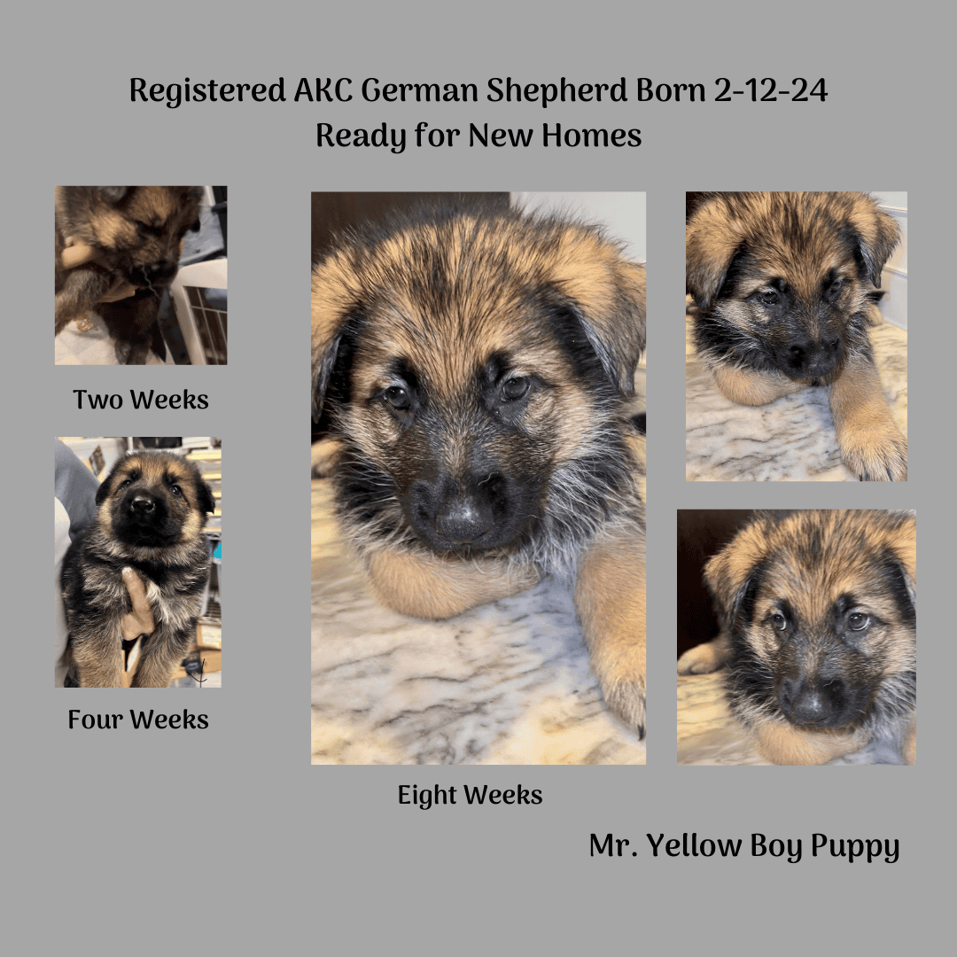AKC Pre-Registered German Shepherd Puppies