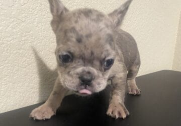 Frenchie Puppie Re Homing