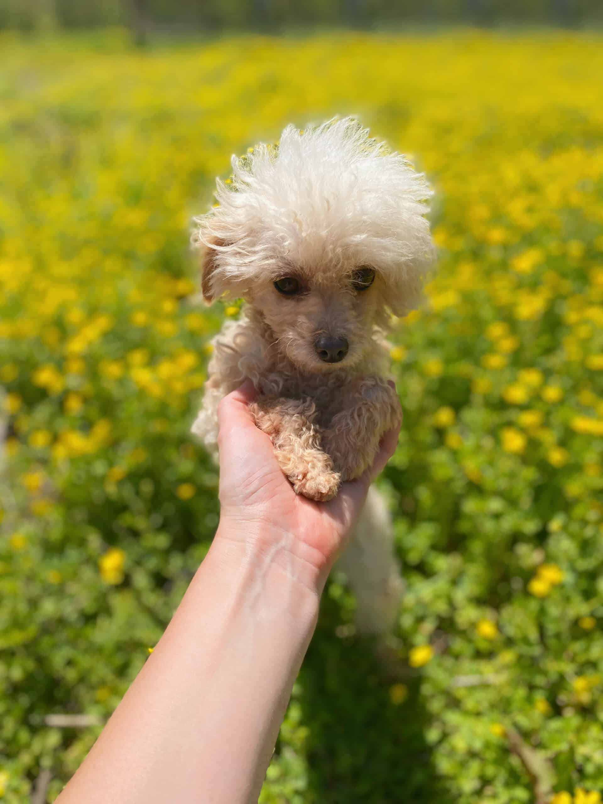 Teacup toy poodle female apricot 3 years old