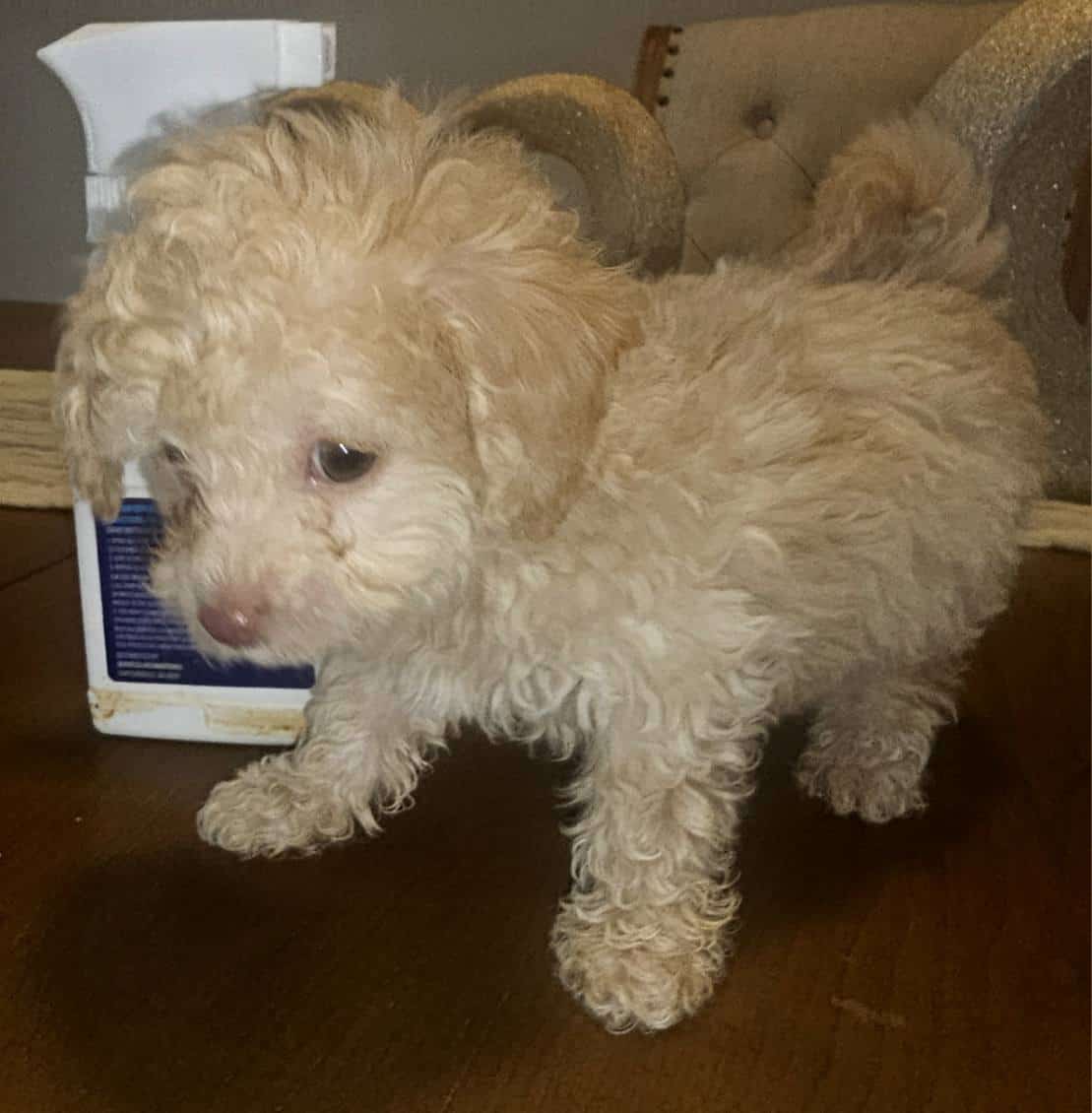 Adorable toy poodle available | PetClassifieds.com
