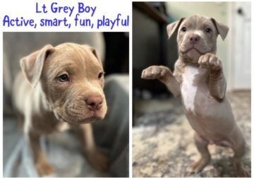 American Bully XL/Pit puppies