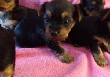 Toy Yorkie Puppies, purebred w/ papers