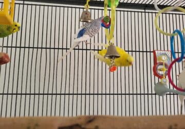 4 parakeets and large cage on rolling stand