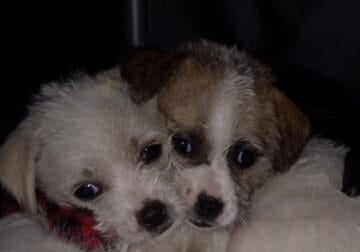 Chihuahua/terrier mix puppies