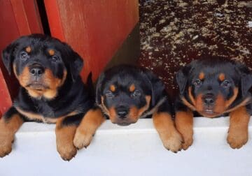 Awesome Rottweiler Pups