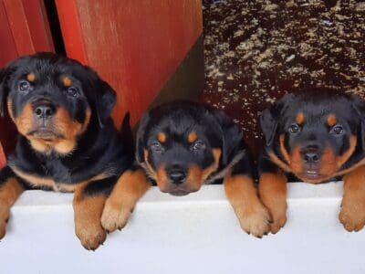Awesome Rottweiler Pups