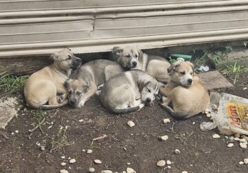 Looking for a home for mastiff husky pups