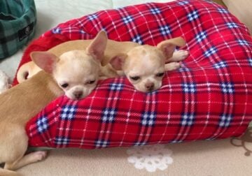 2 boys and 2 girls chihuahua pup’s