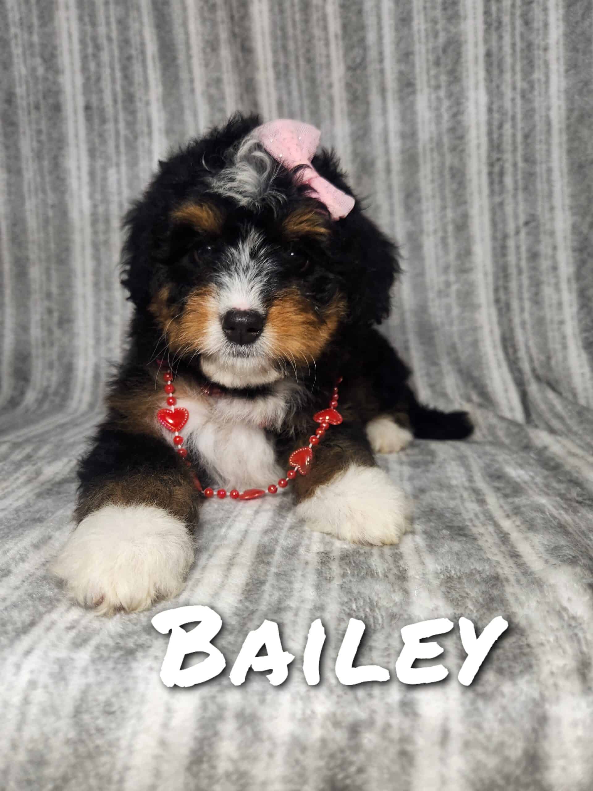 Mini Bernedoodle puppy Bailey