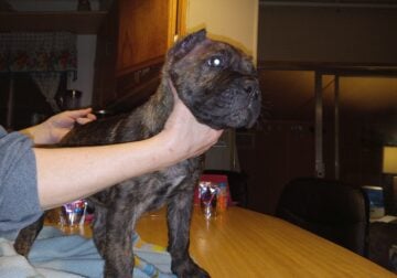Cane Corso pup partial reverse brindle 8 weeks old
