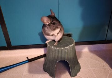 Chinchilla with 4 story home with accessories