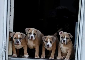Papers Ukc registration American bullies