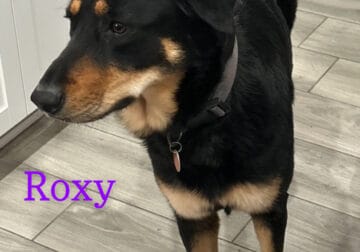 Roxy needs forever home