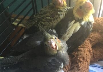 3 baby cockatiels
