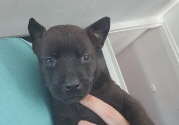 4 pups for rehoming
