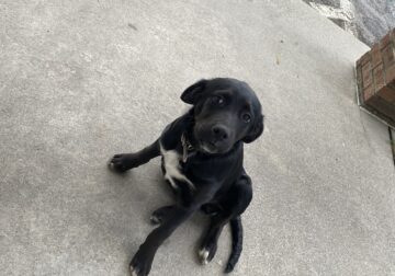 Found pup in Calhoun, GA