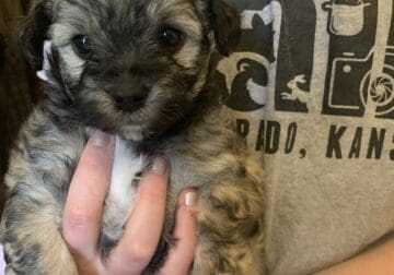Chorky/ terrier mix puppies