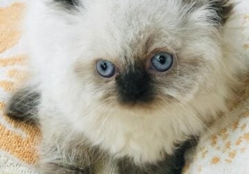 Siamese Kittens – 8 weeks Chocolate, Lynx , Bluepo