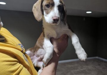 Male Beagle puppy