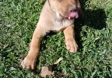 FREE German Shepard mix 🐶 puppies to a great 🏡 h