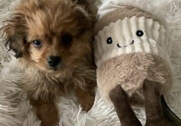 Pomapoo Puppy for Sale