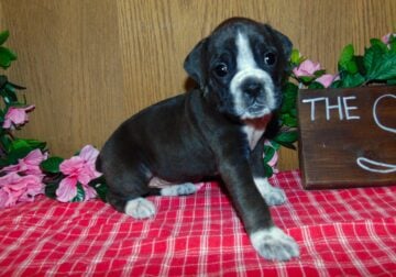 Female AKC registered Boxer puppies for sale