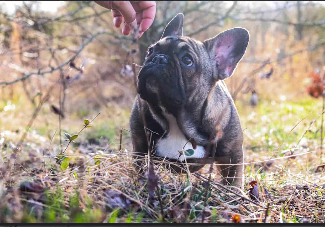 Fawn Frenchie Females