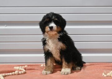 Mini Bernedoodle Puppy-Aspen