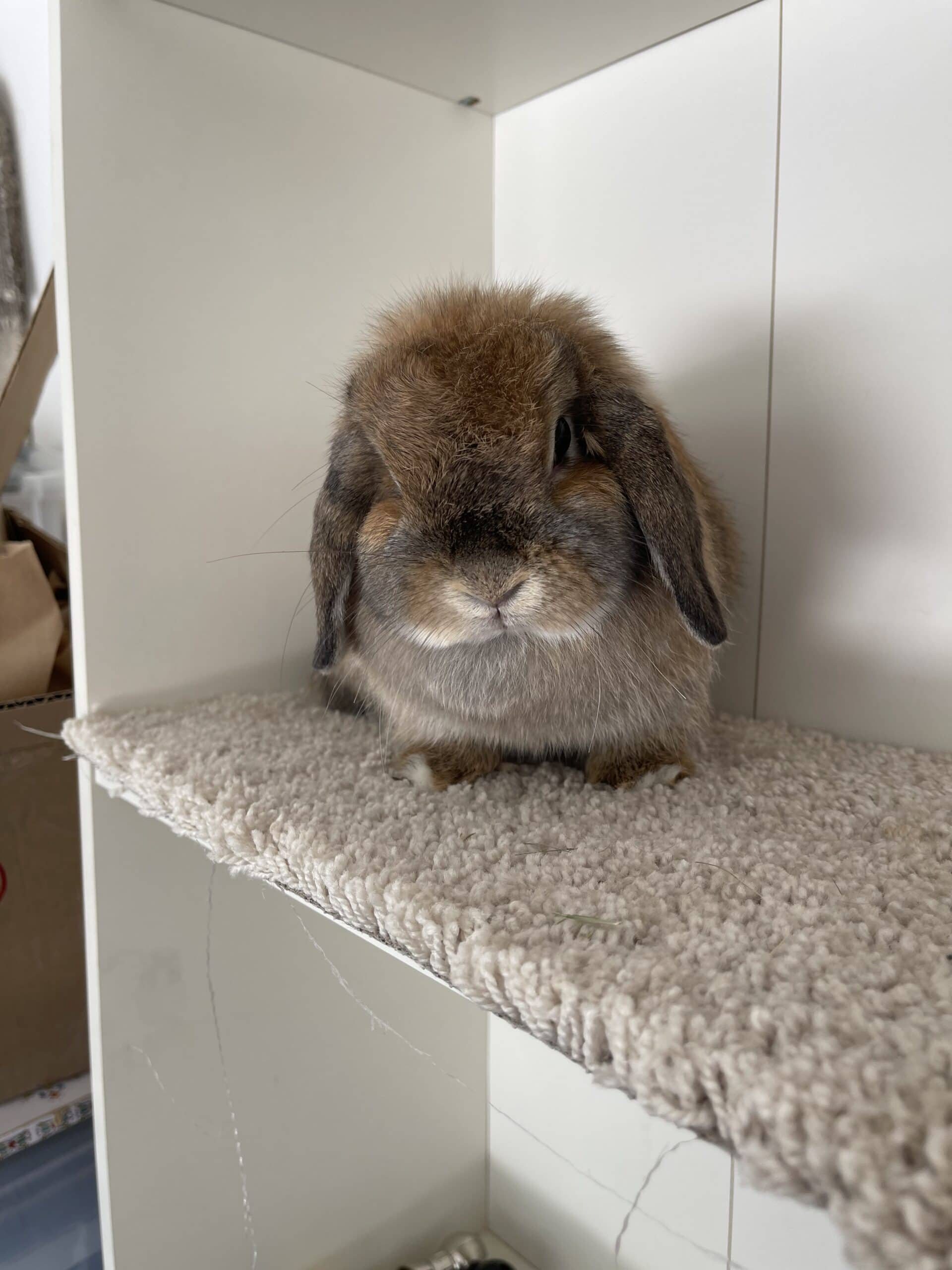 Gorgeous little holland lop doe | PetClassifieds.com