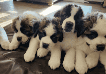 Saint bernard puppies