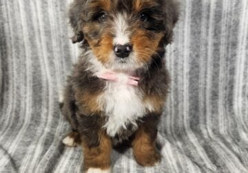 Mini Bernedoodle puppy Chance