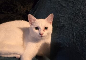 White female kitten