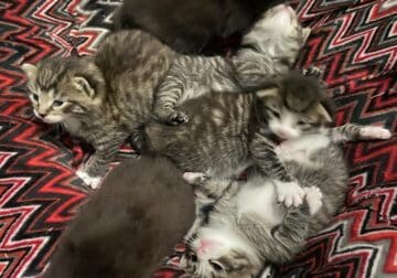 Kittens for free