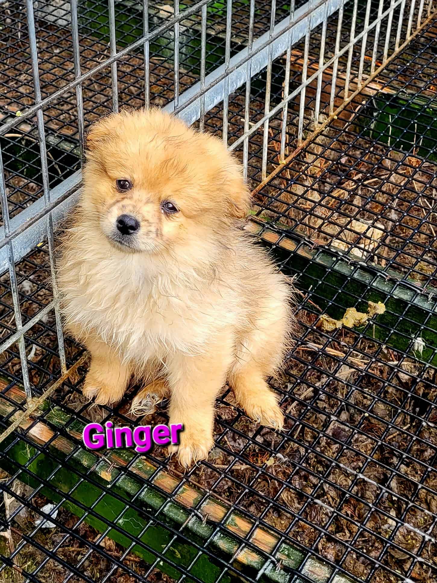 SuzyQs Precious Pup Ginger