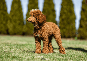 Mini Poodle available for stud