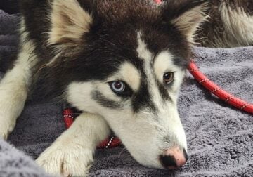 Female Husky Rescue mix needs loving home