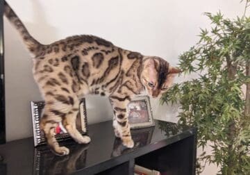 Male Snow Bengal for adoption – need forever home
