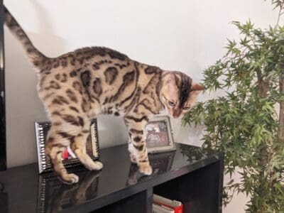 Male Snow Bengal for adoption – free