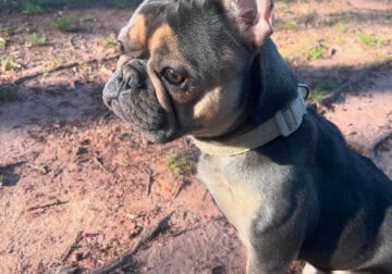 Frenchie male