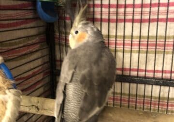 Home hatched and raised cockatiels for sale