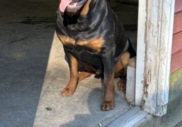 1 year old German Rottweiler available for rehome