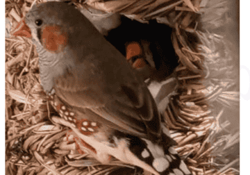 MALE AND FEMALE ZEBRA FINCH BONDED AND PROVEN