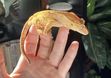 crested gecko male two years old