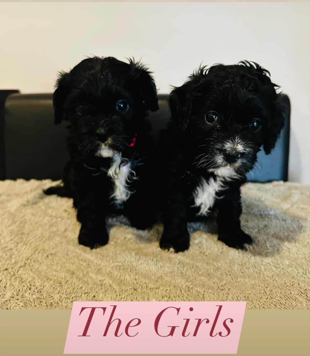 F1 cavapoo puppies | PetClassifieds.com