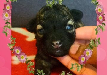 Beautiful brindle color toy poodles puppies.