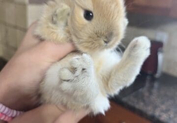 baby bunny up for sale