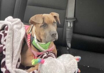 Pitbull Puppy for sale Atlanta ga
